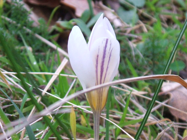 Gennaio sul Gargano - Anemone hortensis, Crocus biflorus